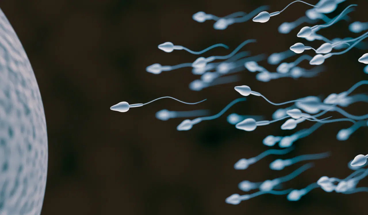 L’infertilité masculine, en constante progression