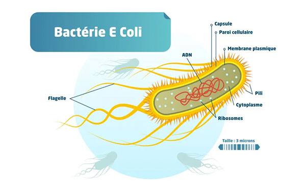 Bacterie