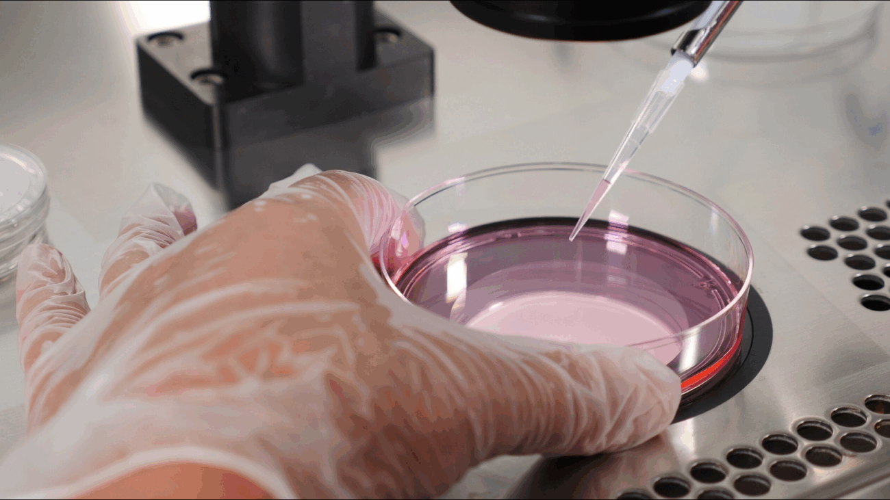 Ovocytes humains clonés