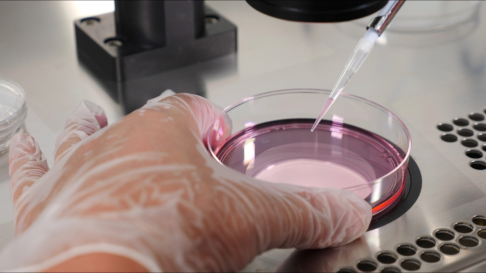 Ovocytes humains clonés